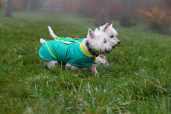 Terrier - West Highland White