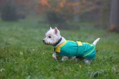 Terrier - West Highland White