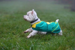 Terrier - West Highland White