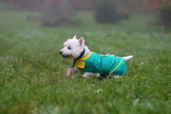 Terrier - West Highland White