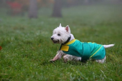 Terrier - West Highland White