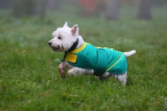 Terrier - West Highland White