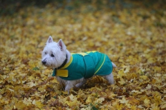 Terrier - West Highland White