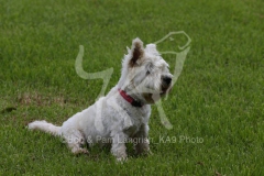 Terrier - West Highland White