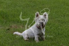 Terrier - West Highland White