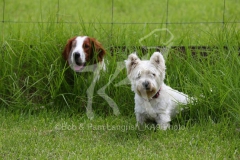 Terrier - West Highland White