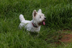 Terrier - West Highland White
