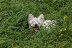 Terrier - West Highland White