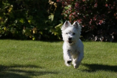 Terrier - West Highland White