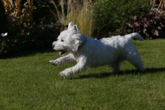 Terrier - West Highland White