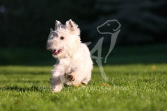 Terrier - West Highland White