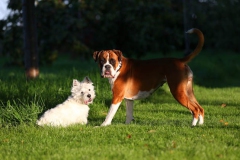 Terrier - West Highland White