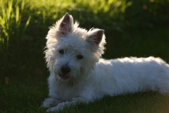 Terrier - West Highland White