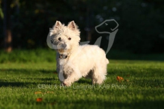 Terrier - West Highland White