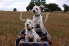 Terrier - West Highland White