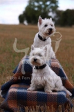 Terrier - West Highland White