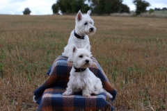 Terrier - West Highland White