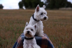 Terrier - West Highland White