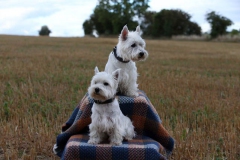 Terrier - West Highland White
