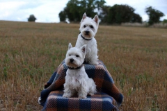 Terrier - West Highland White