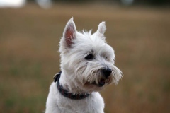 Terrier - West Highland White