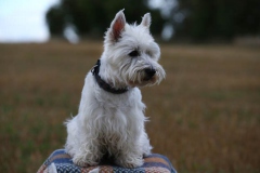 Terrier - West Highland White