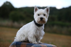 Terrier - West Highland White