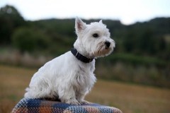 Terrier - West Highland White