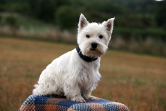 Terrier - West Highland White