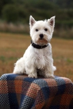 Terrier - West Highland White