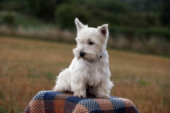 Terrier - West Highland White
