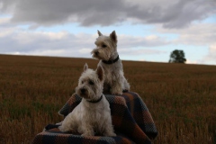 Terrier - West Highland White