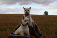 Terrier - West Highland White
