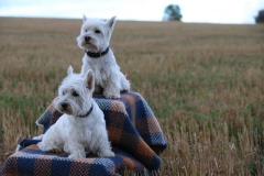 Terrier - West Highland White