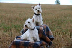 Terrier - West Highland White