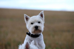 Terrier - West Highland White