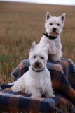 Terrier - West Highland White