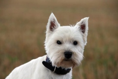 Terrier - West Highland White