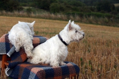 Terrier - West Highland White