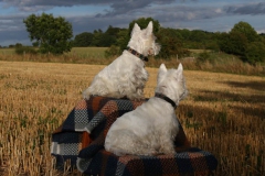 Terrier - West Highland White