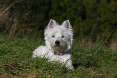 Terrier - West Highland White