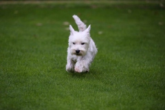 Terrier - West Highland White