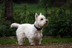 Terrier - West Highland White