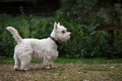 Terrier - West Highland White