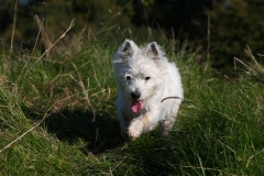 Terrier - West Highland White