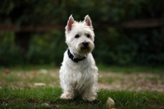 Terrier - West Highland White