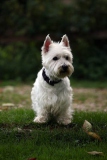 Terrier - West Highland White