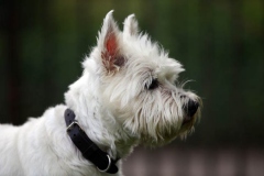 Terrier - West Highland White