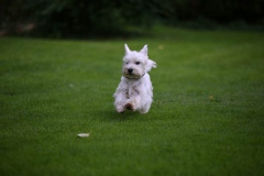 Terrier - West Highland White