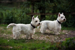 Terrier - West Highland White